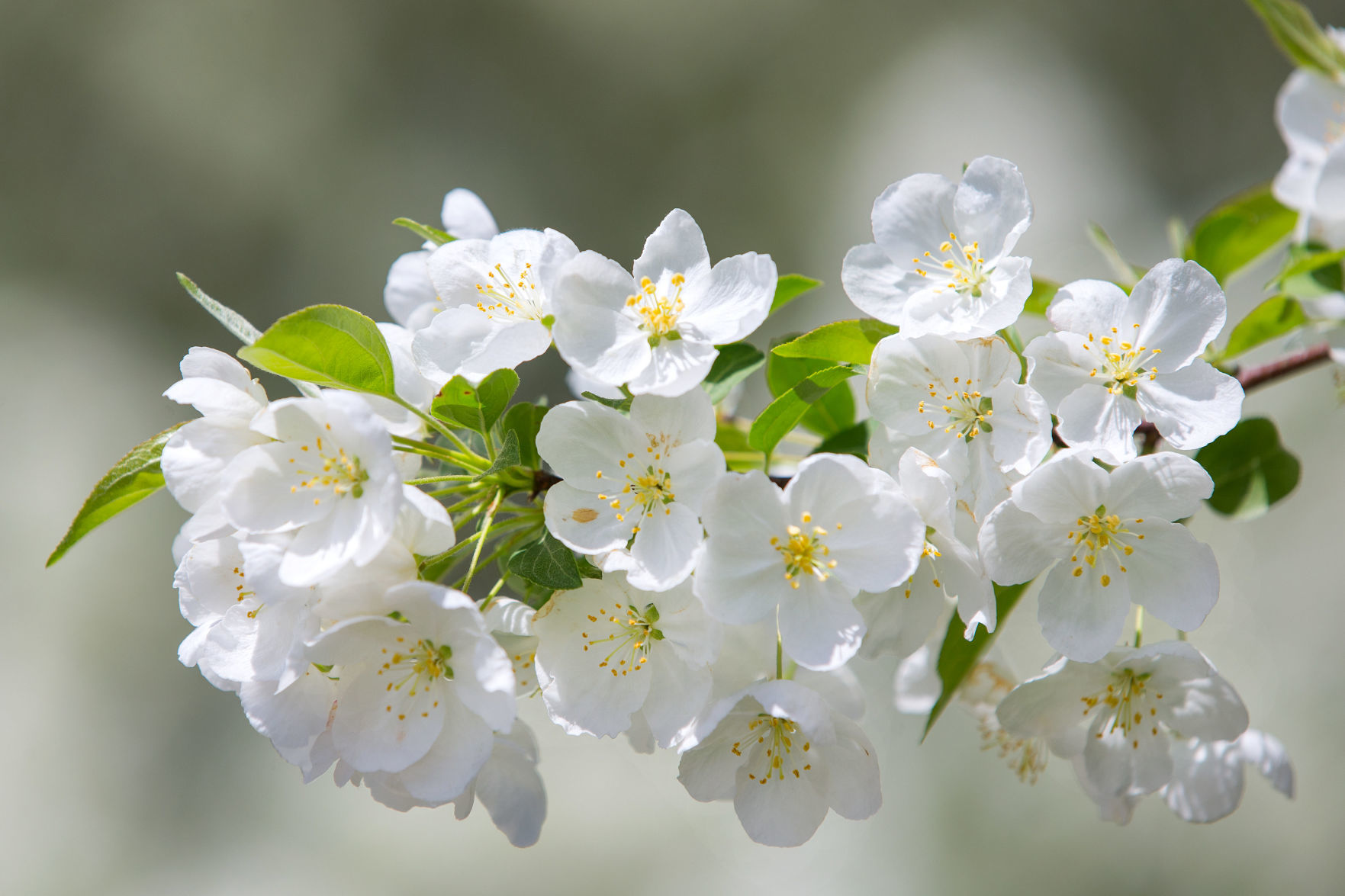 Learn about the signs of spring
